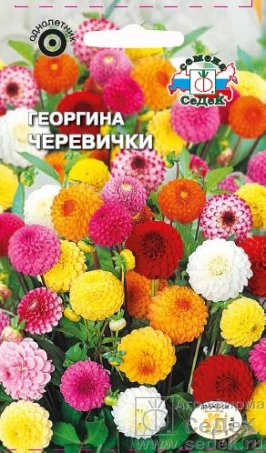 георгина ЧЕРЕВИЧКИ, Седек