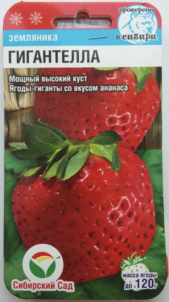 земляника ГИГАНТЕЛЛА, Сибирский Сад