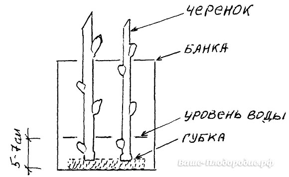 Как правильно сделать черенок винограда Как правильно сделать черенок винограда