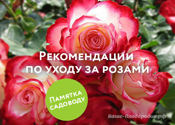 Посадка и уход за парковыми розами Посадка и уход за парковыми розами