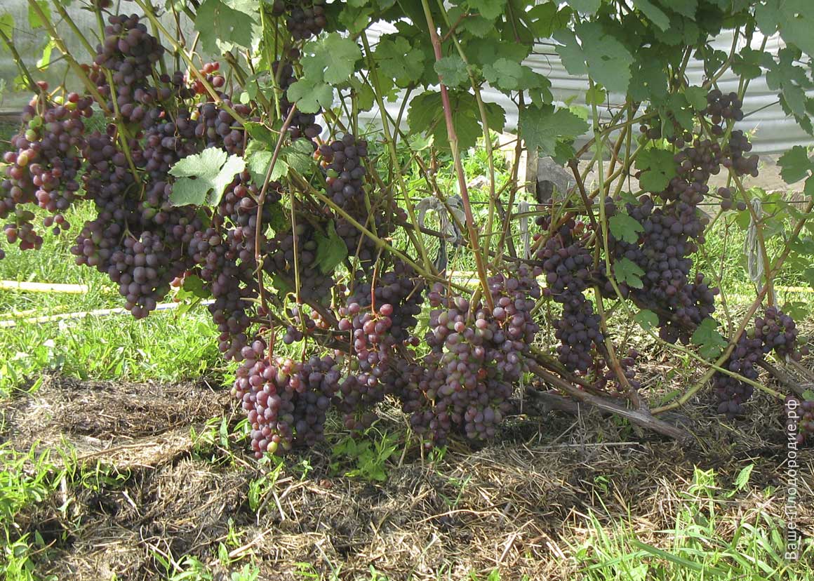 вырастить виноград из кисти