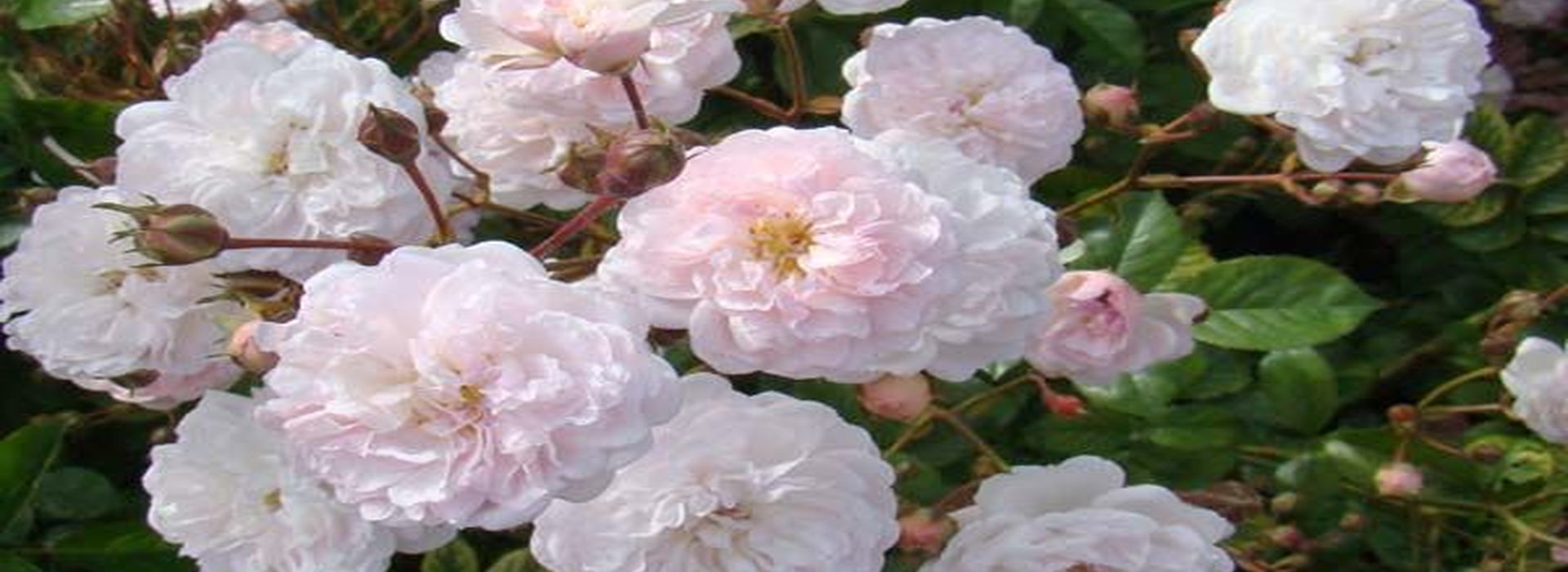 main_image_blog