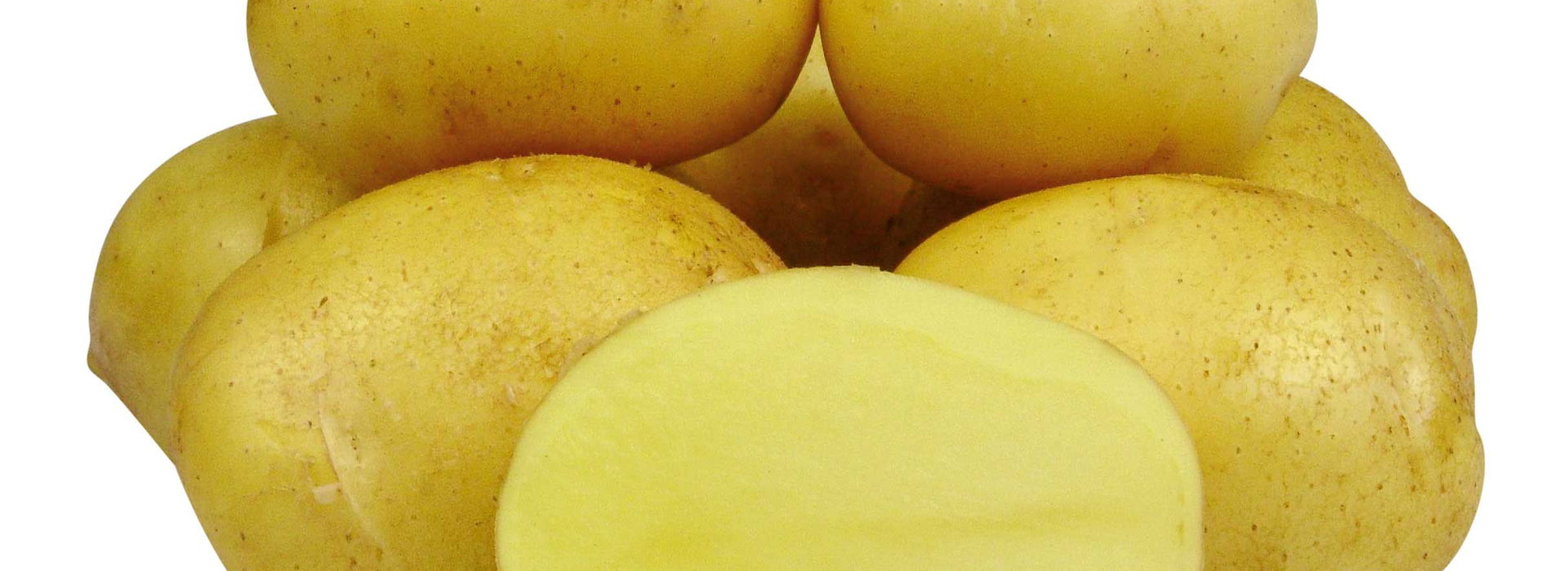 Джелли картофель характеристика отзывы. Картофель семенной Джелли. Сорт картофеля Джелли. Картофель Зекура. Сорт картофеля Зекура.