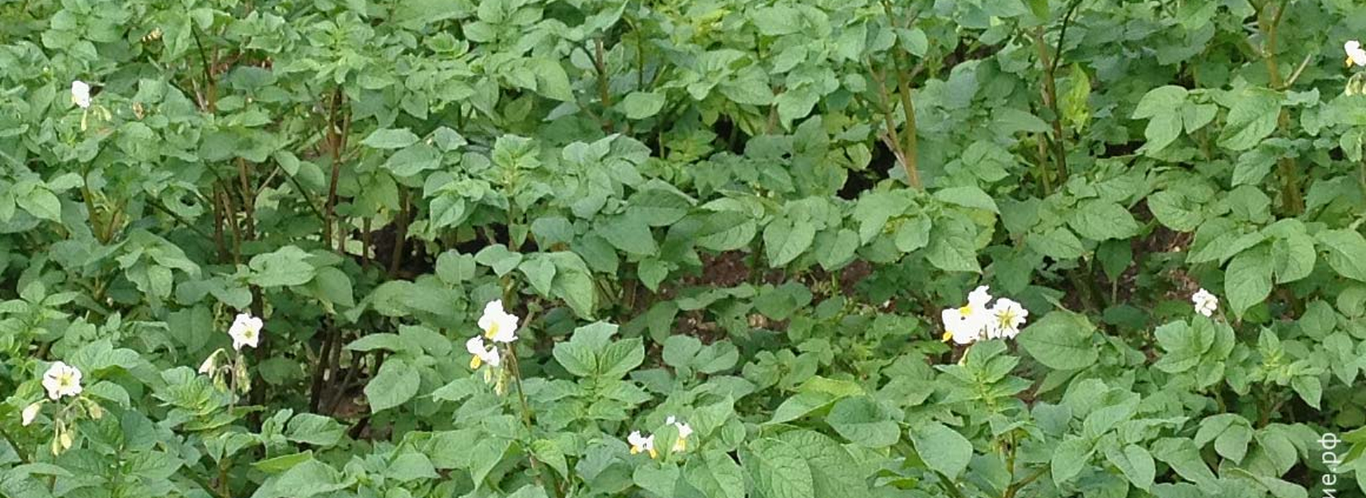 Преимущества выращивания картофеля из семян