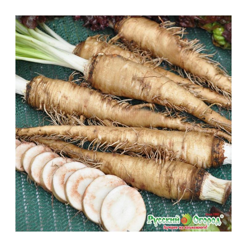 овсяный корень УСТРИЧНЫЙ КОРЕШОК ц, Русский огород